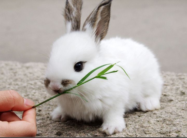 กระต่ายผู้น่ารัก | Oon Valley ออนวัลเลย์ เมืองไอที วิถีแบ่งปัน